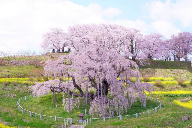 滝桜3